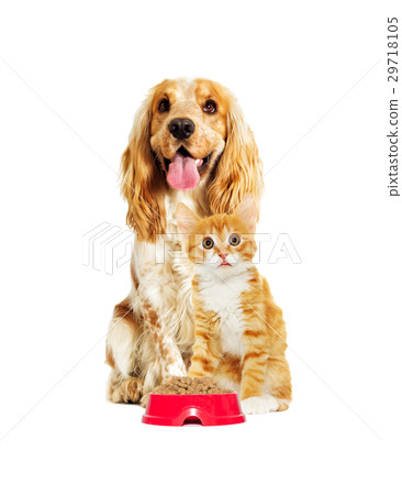 dog And a kitten on a white background 29718105