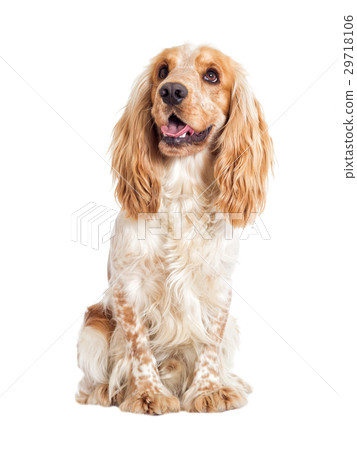 dog on a white background 29718106