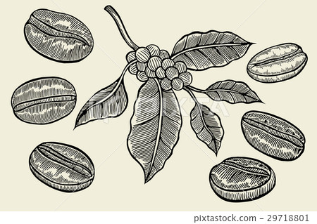Coffee branch sketch Coffee branch sketch 29718801