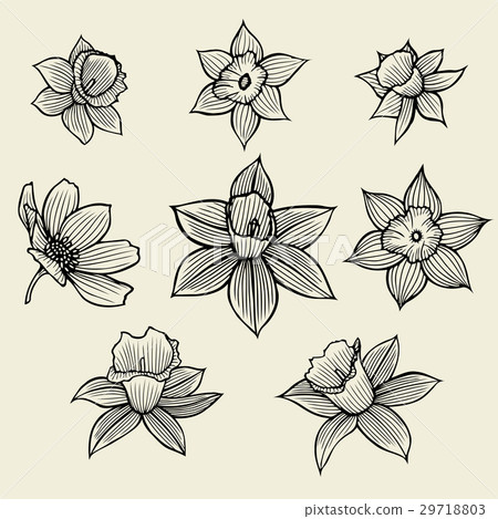 sketch of flowers. sketch of flowers. 29718803