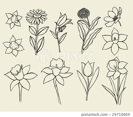 Calendula flower isolated Calendula flower isolated 29718804