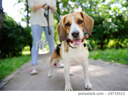 woman walking with Beagle dog in the summer park 29719323
