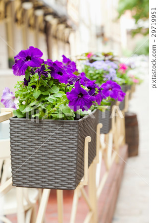 Flowerpot with flowers in outdoor cafe 29719951