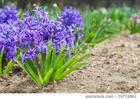 Purple hyacinths in the garden Purple hyacinths in the garden 29719961