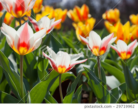 tulips tulips 29719962