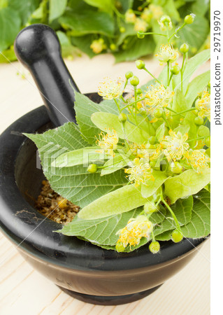 mortar and pestle with linden flowers 29719970