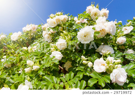 Bush of white garden Roses Bush of white garden Roses 29719972