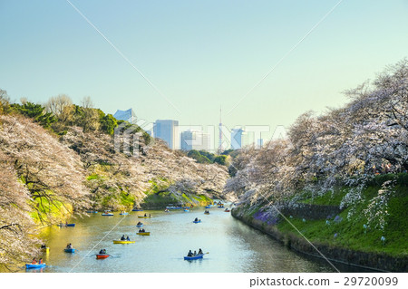 Chidorigafuchi, cherry blossoms and Tokyo Tower Chidorigafuchi, cherry blossoms and Tokyo Tower 29720099