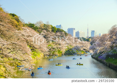 Tokyo Tower and Cherry Blossoms at Chidorigafuchi Tokyo Tower and Cherry Blossoms at Chidorigafuchi 29720100