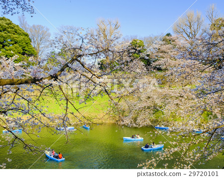 Cherry blossoms and boats at Chidorigafuchi 29720101