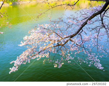 櫻桃樹枝和Chidorigafuchi 櫻桃樹枝和Chidorigafuchi 29720102