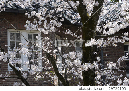 Sakura @ Rikkyo大學 29720103