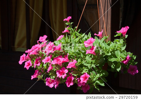 Flowerpot with flowers outdoors Flowerpot with flowers outdoors 29720159