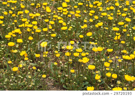 Chrysanthemum mulchicore月光 29720193