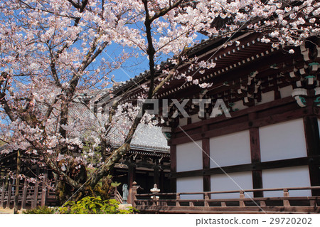 Kyoto cherry blossoms 29720202