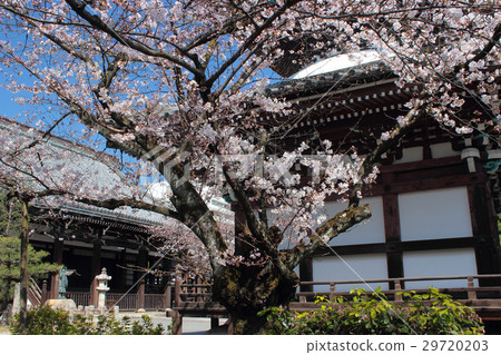 京都櫻花 京都櫻花 29720203