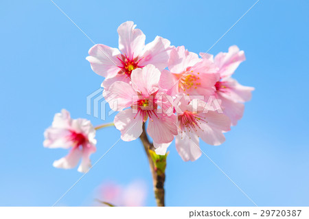 bloom, blossom, blossoms 29720387