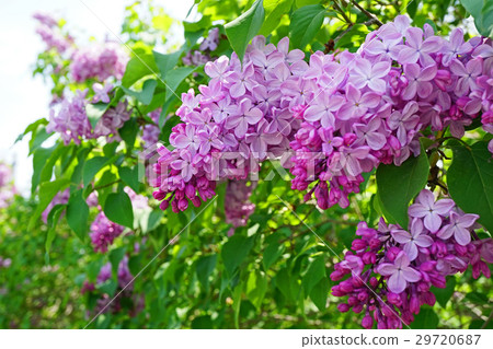 Fresh and beautiful lilac 29720687