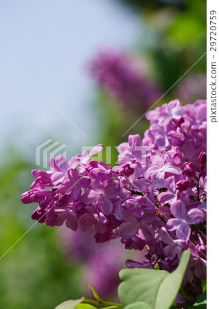Fresh and beautiful lilac 29720759