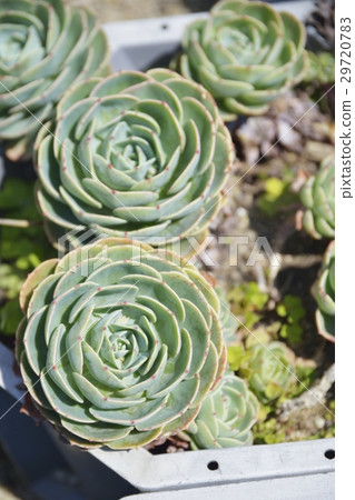 高崎黃芪 29720783