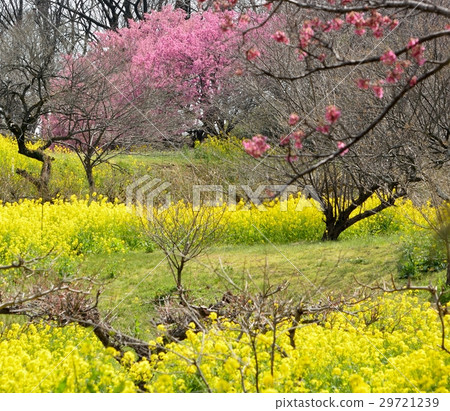 寒冷的風景和油菜花之間的合作 29721239