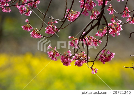 寒冷的風景和油菜花之間的合作 29721240