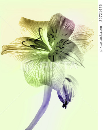 Natural Vein 29721476