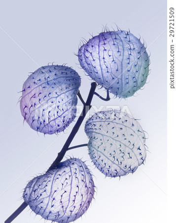 Natural Vein Natural Vein 29721509