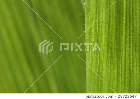 Natural Texture 29722647