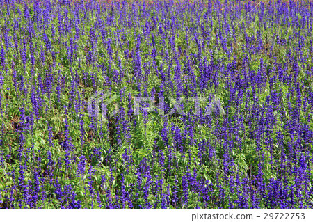Natural Texture Natural Texture 29722753