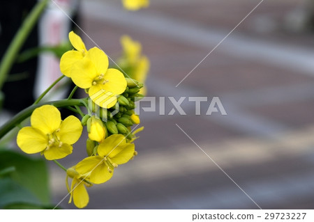 強姦開花 強姦開花 29723227