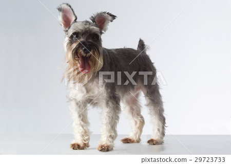 Pets 29723733