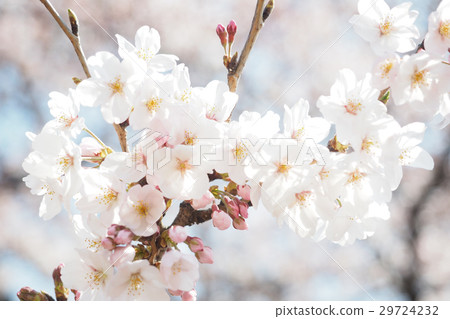 Cherry petals Cherry petals 29724232