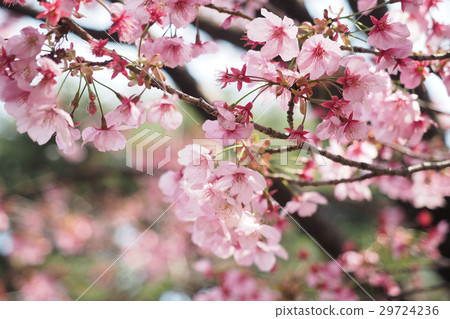Cherry petals Cherry petals 29724236
