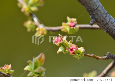 卡林的花蕾 29724371