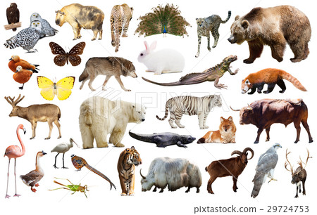 animal collection asia animal collection asia 29724753