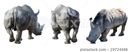Set of white rhinoceros 29724886