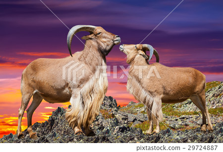 ouple of barbary sheeps in sunset time 29724887