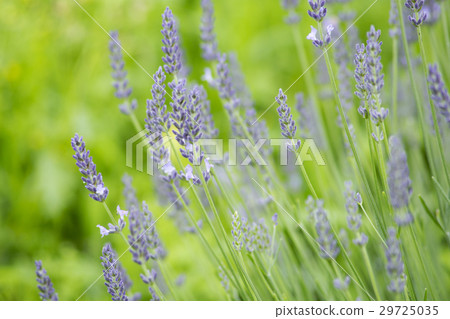 lavender 29725035