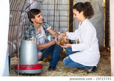 man farmer chatting with woman veterinarian in coop 29725743