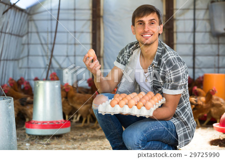 Male farmer picking fresh eggs in coop. 29725990