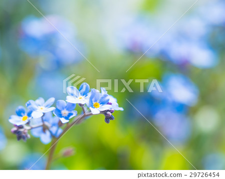 Forgetful grass 29726454