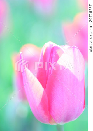 Tulip Tulip 29726727