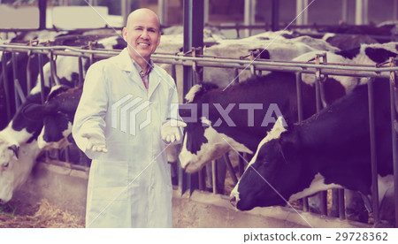 Portrait of male veterinary caring cows Portrait of male veterinary caring cows 29728362