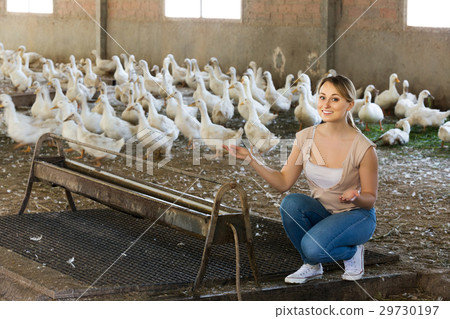 Farmer posing inside with ducks 29730197