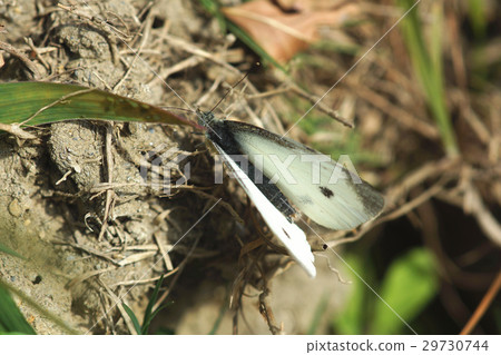 白粉蝶 白粉蝶 29730744