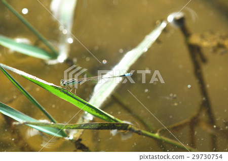 Blue grain Blue grain 29730754