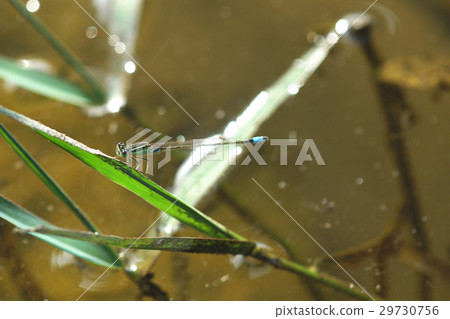 青紋細蟌 青紋細蟌 29730756