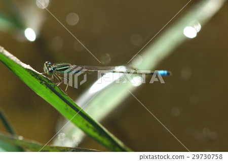 青紋細蟌 29730758