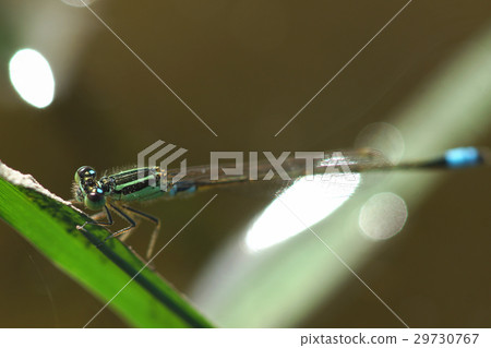 青紋細蟌 29730767